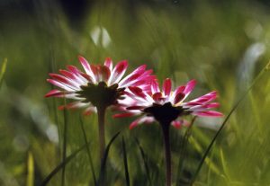 Gänseblümchen in Freiburg