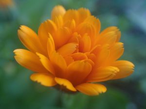 Orange Blume